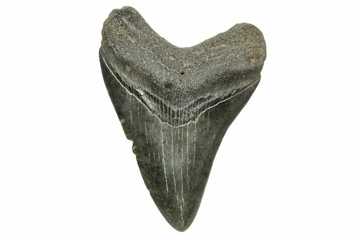 Fossil Megalodon Tooth - South Carolina #370031
